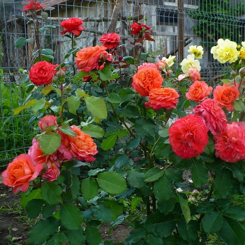 Pomarańczowy  - Róże pienne - z kwiatami róży angielskiej - korona krzaczasta